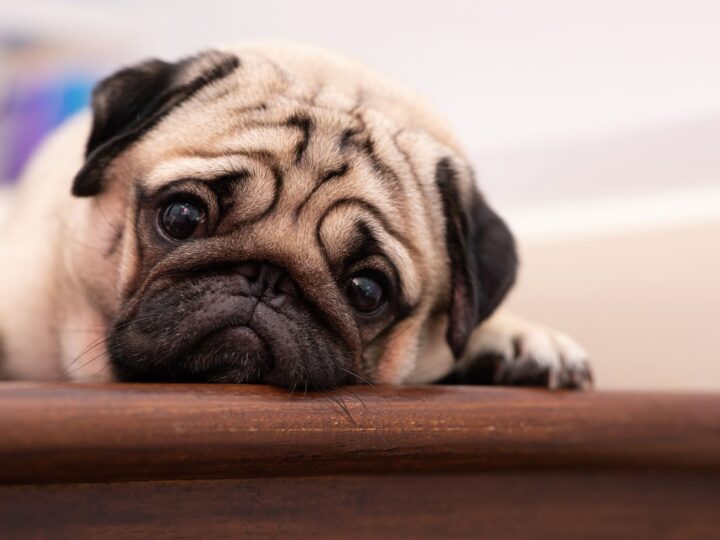 meilleur anti-stress pour chien