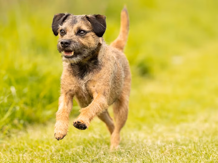un chien terrier