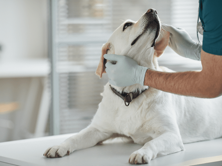 un chien trisomique