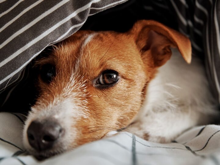 un chien qui a la truffe chaude