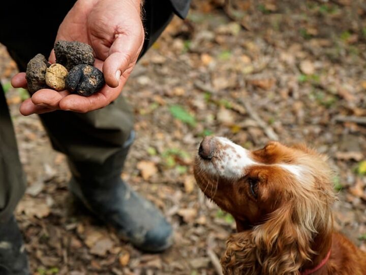 race de chien truffier