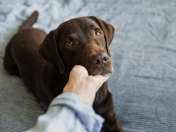 un chien qui a le ventre qui gargouille