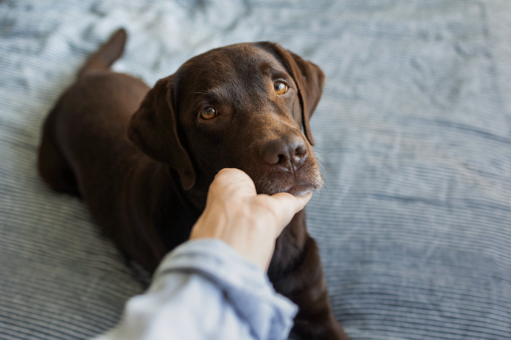 un chien qui a le ventre qui gargouille