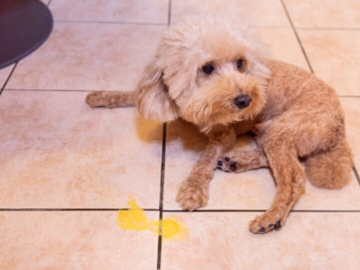un chien qui vomit de la bile jaune