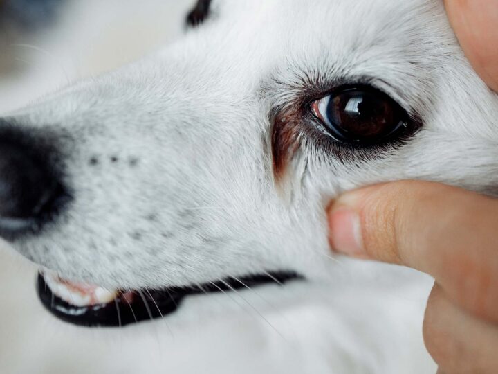 mon chien a les yeux rouges