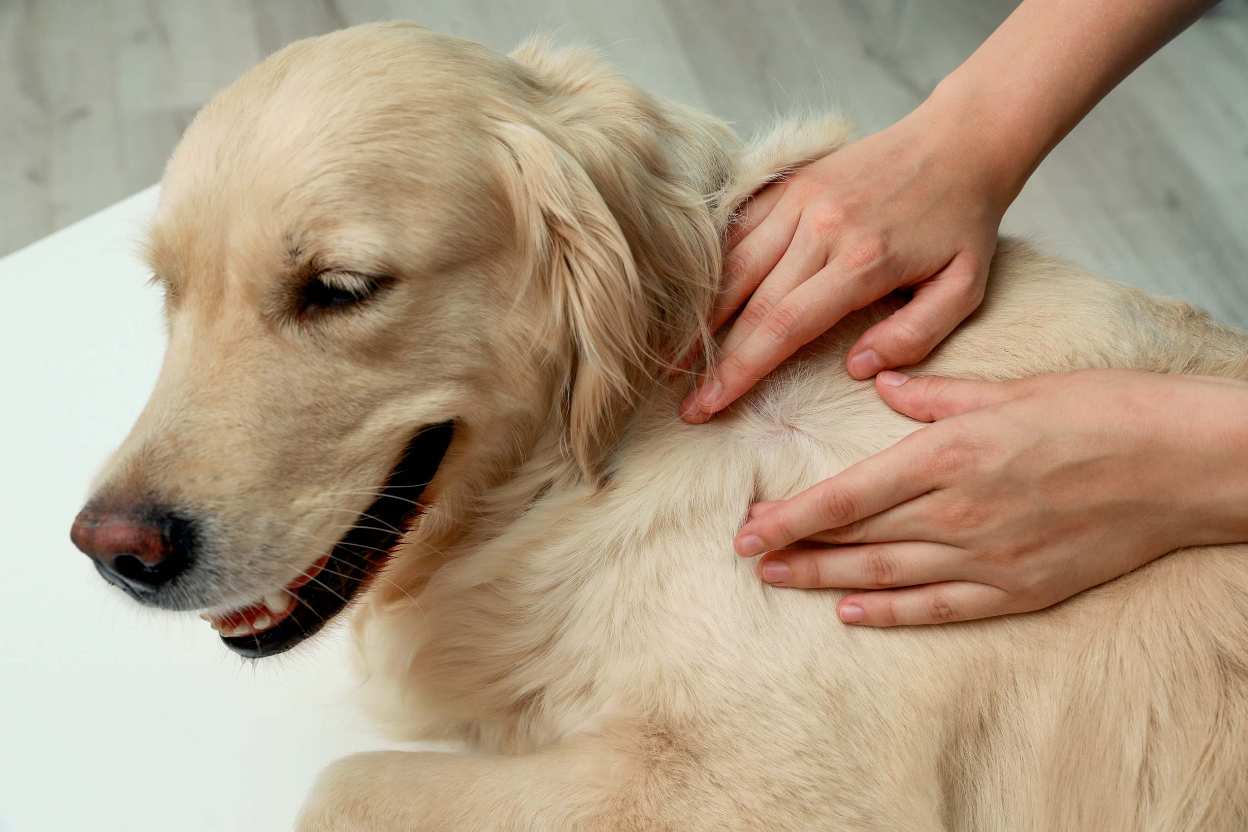 Une tique sur un chien