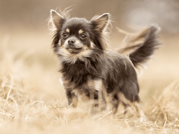 un chien chihuahua
