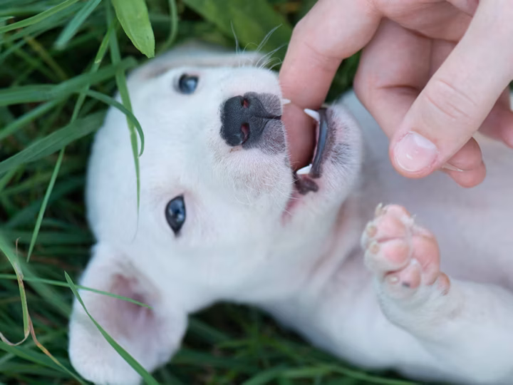 un chiot qui mordille
