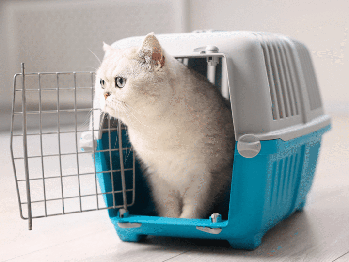 choisir une caisse de transport pour chat