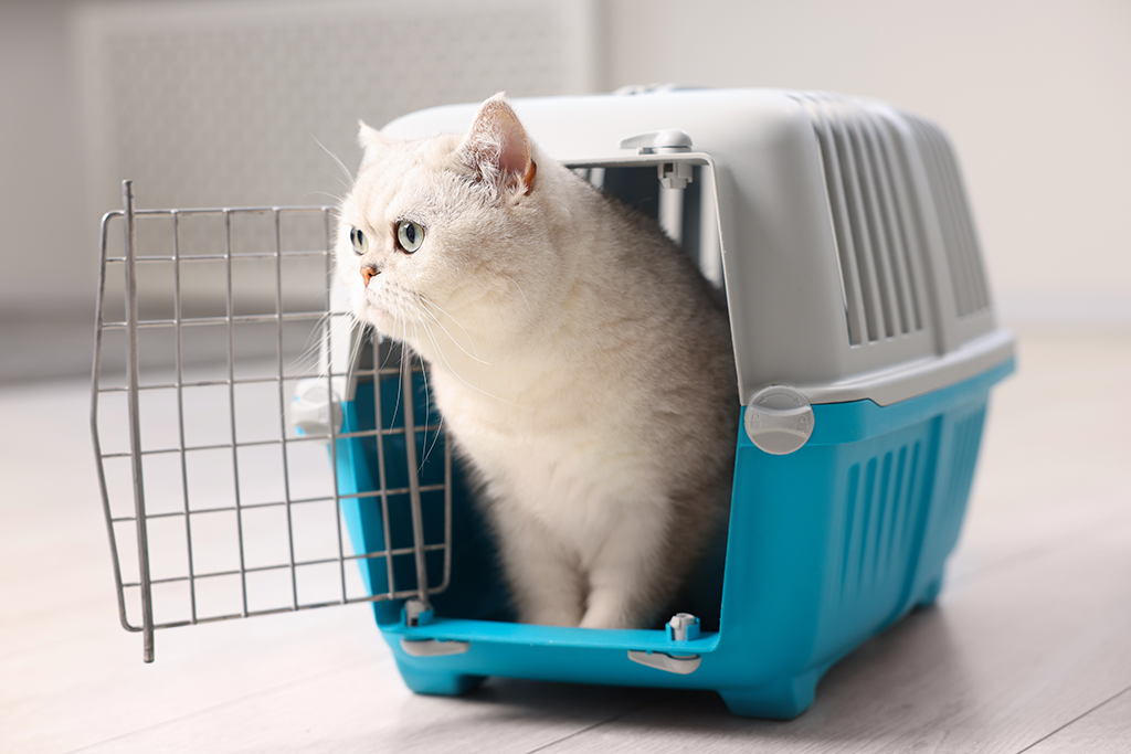 choisir une caisse de transport pour chat