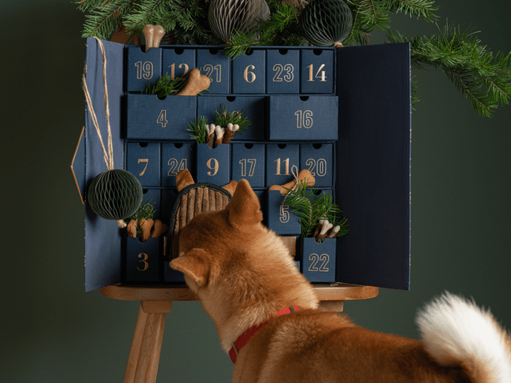 choisir un calendrier de l'avent pour son chien