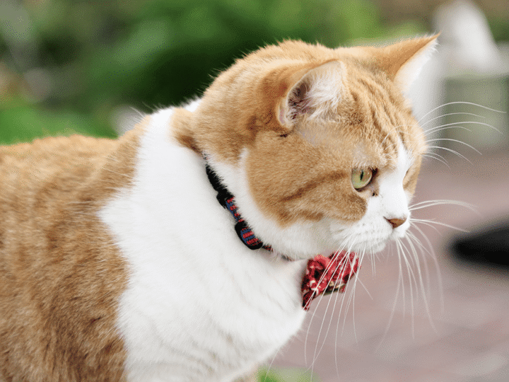 choisir un collier pour son chat