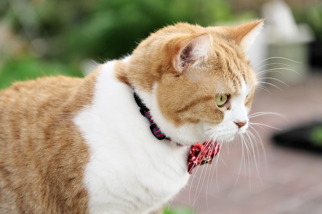 choisir un collier pour son chat