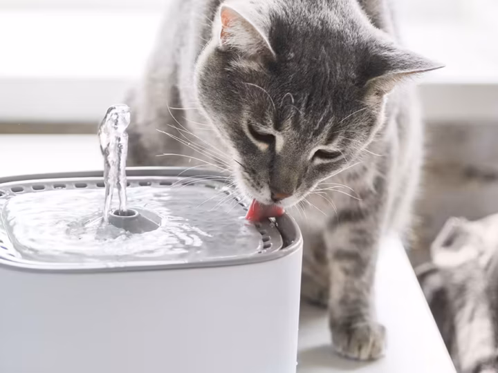 choisir une fontaine à eau pour son chat