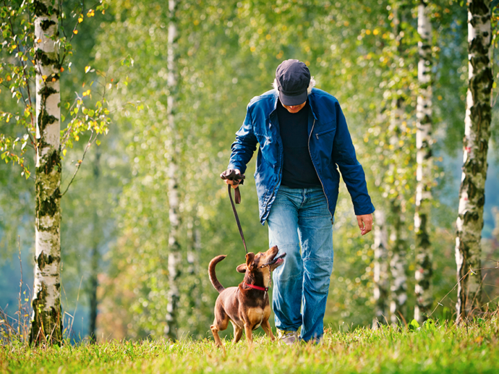 choisir harnais ou collier pour son chien