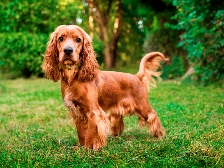 un cocker spaniel anglais