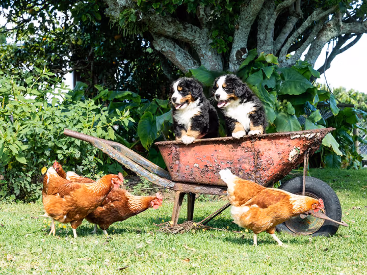la cohabitation d'un chien avec des poules