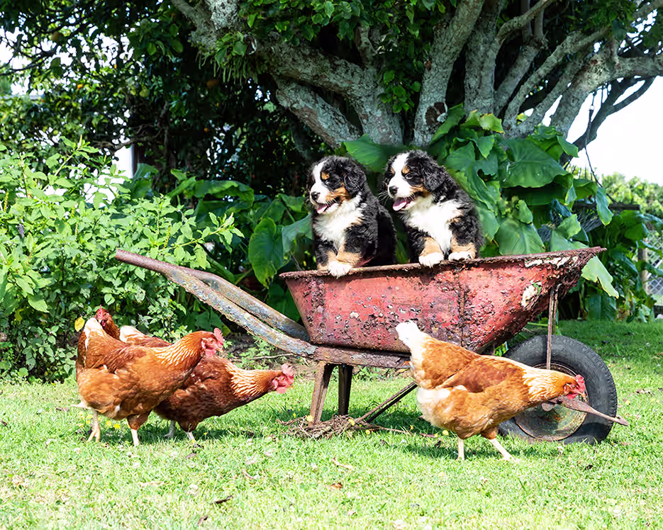 la cohabitation d'un chien avec des poules