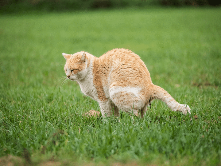 la colite chez le chat