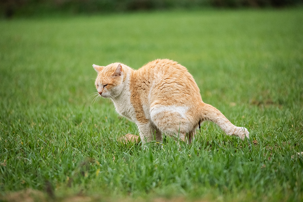 la colite chez le chat