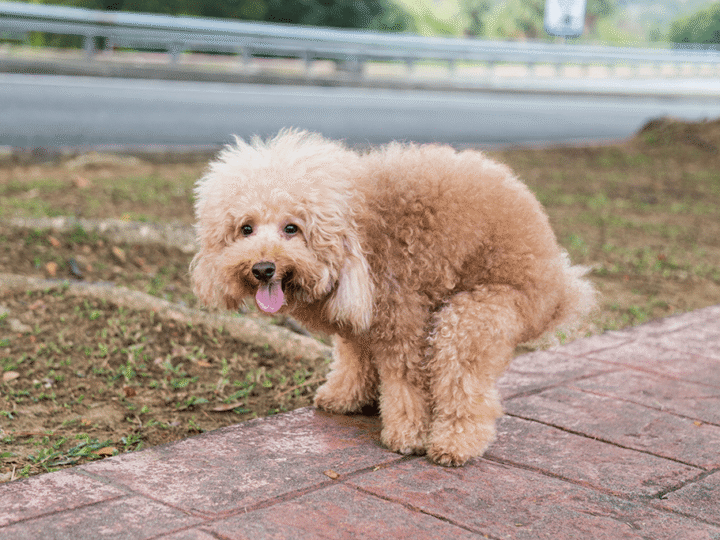 la colite chez le chien