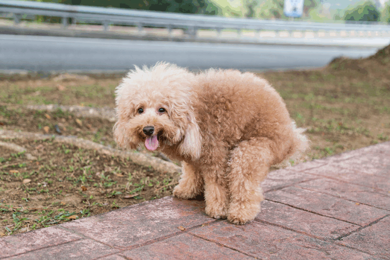 la colite chez le chien
