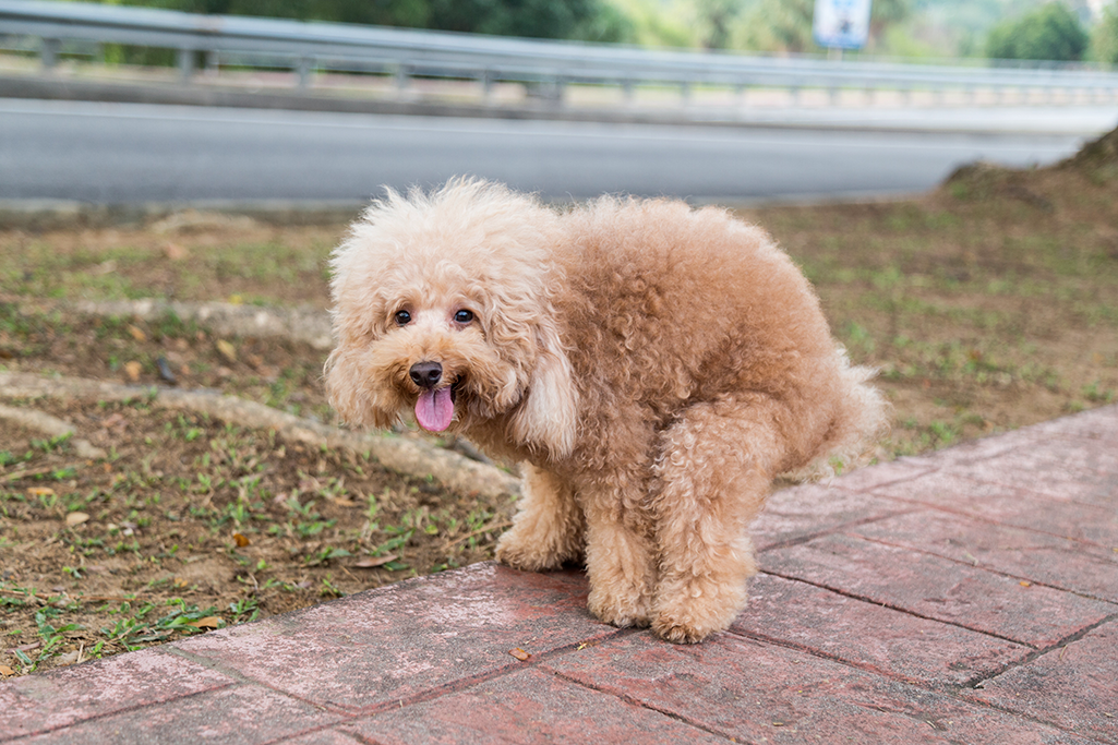 la colite chez le chien