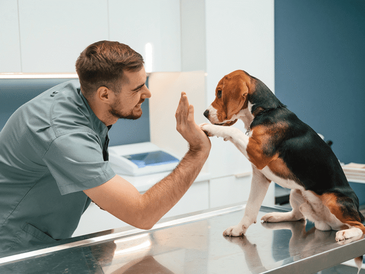 un collapsus trachéal chez le chien