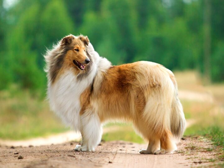 chien mdr1