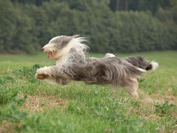un chien colley barbu