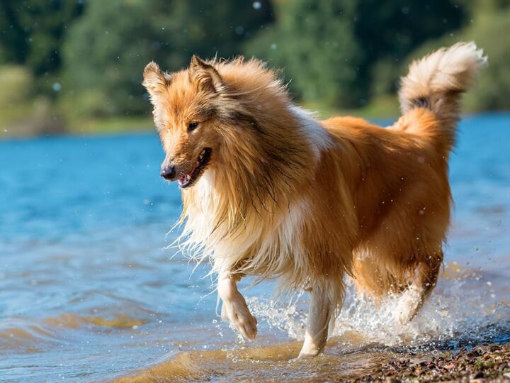 un chien colley à poil long
