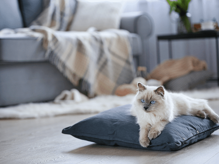 combien de temps un chat peut rester seul