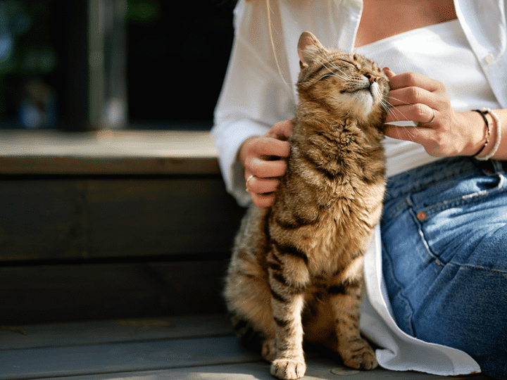 espérance de vie du chat