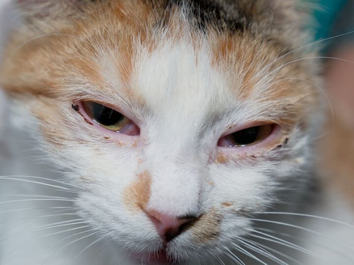 un chat qui a de la conjonctivite