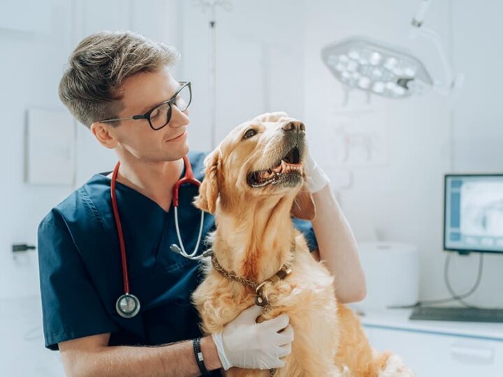 prix consultation vétérinaire chien