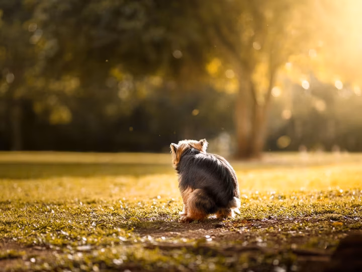 une coproscopie chez le chien