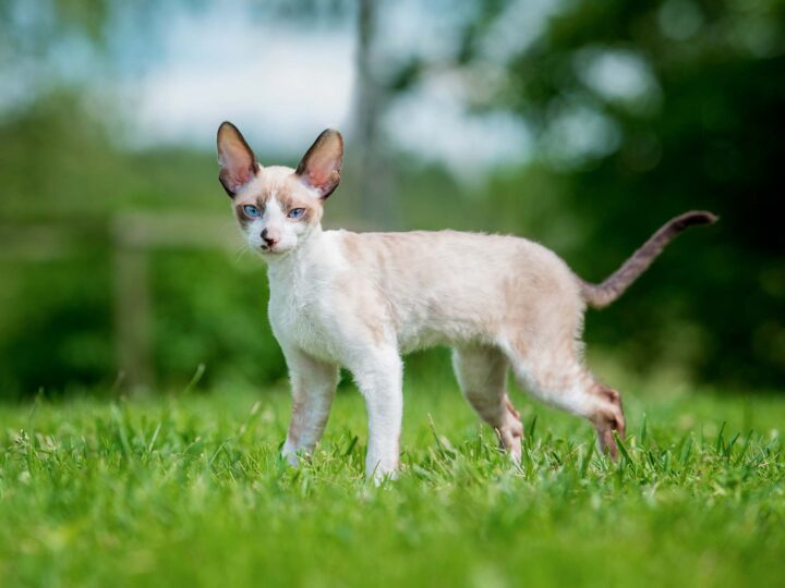 un chat cornish rex