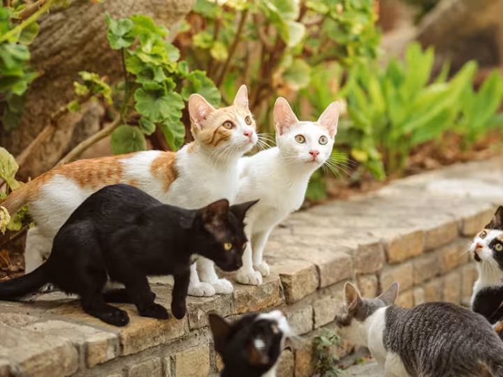 les couleurs et les motifs de pelages de chats