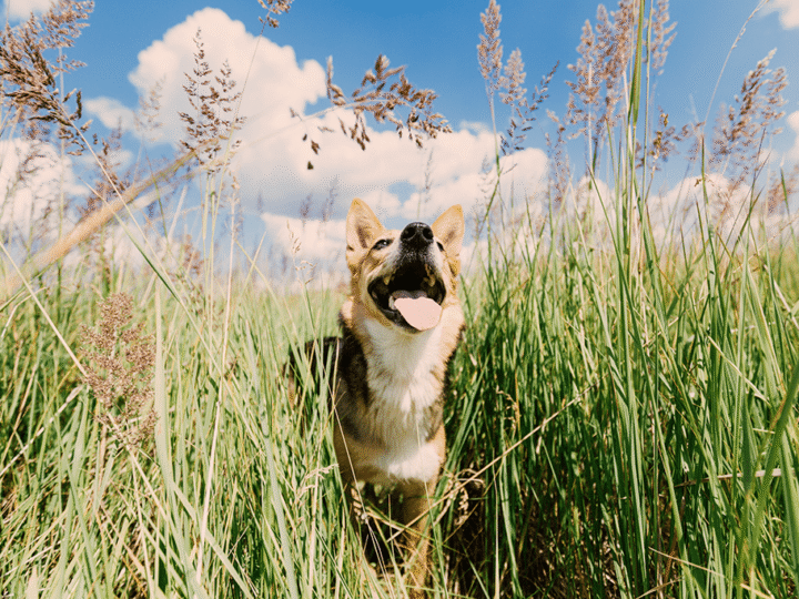 coup de soleil chez le chien