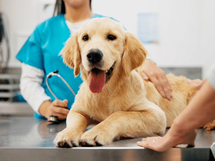 le coût réel d'un chien