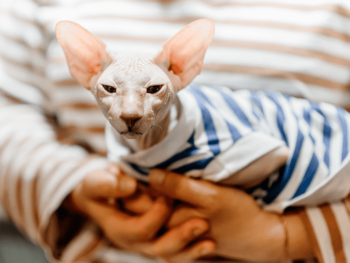 combien coûte un chat
