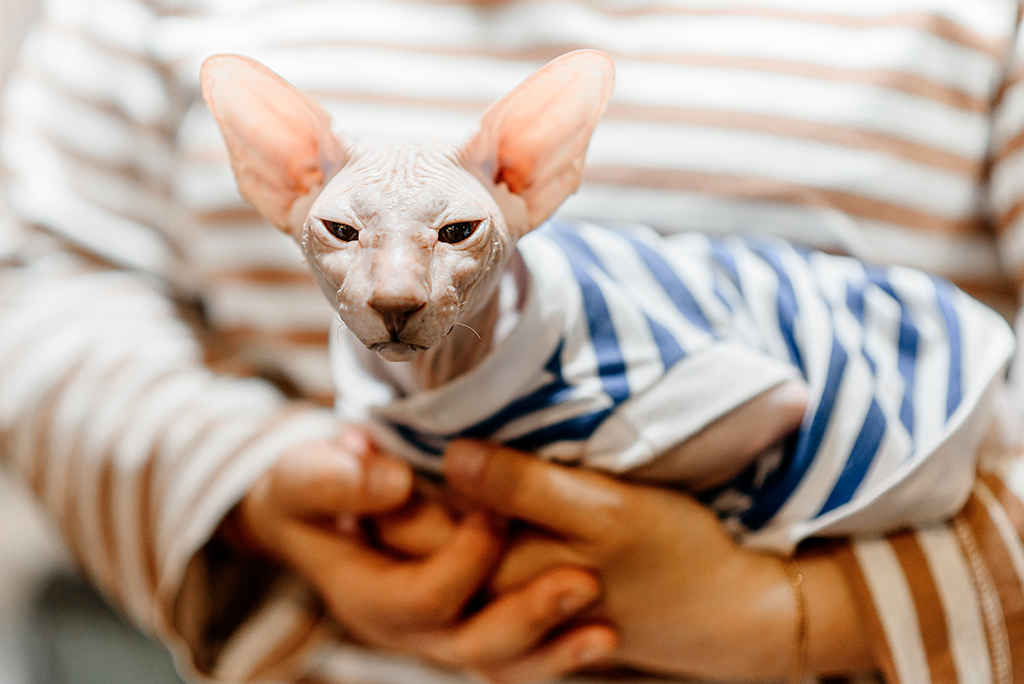 combien coûte un chat