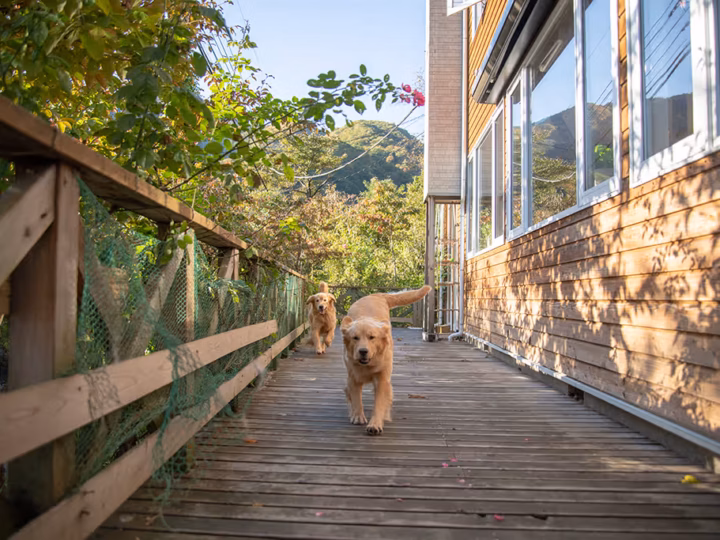 une crèche pour chien
