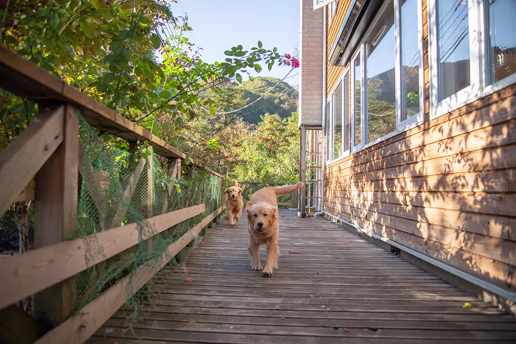 une crèche pour chien