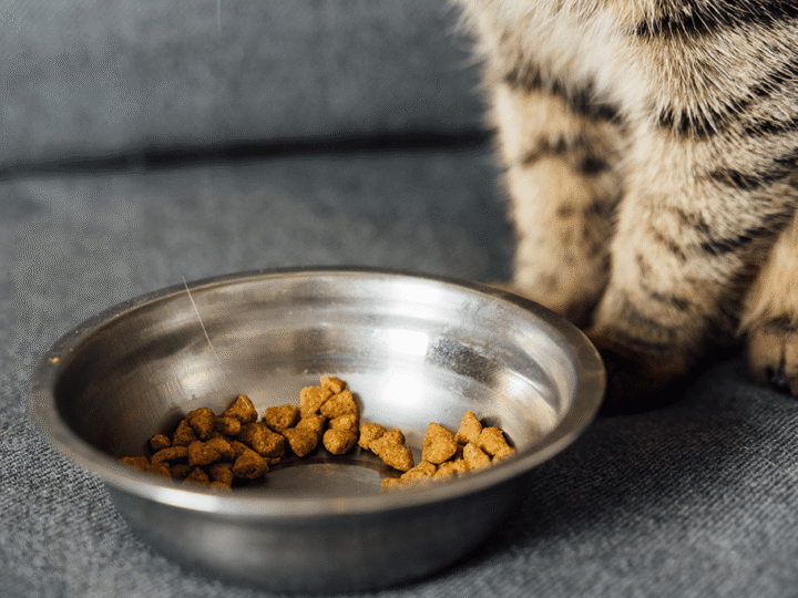 donner des croquettes sans céréales à un chat