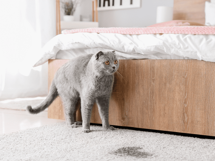 la cystite idiopathique chez le chat