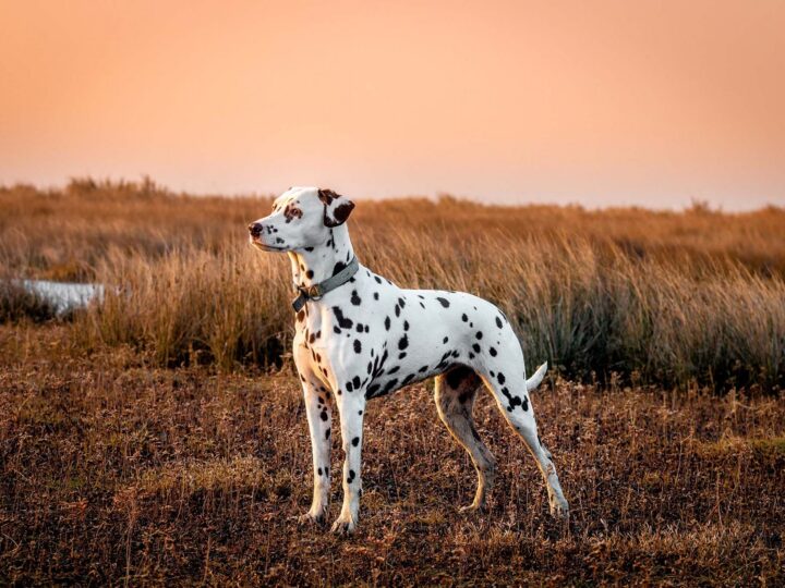 un chien dalmatien