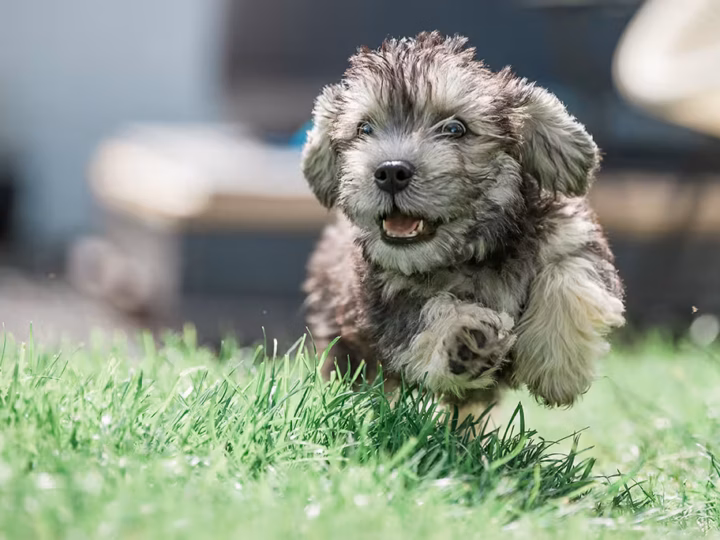 un chien dandie dinmont terrier