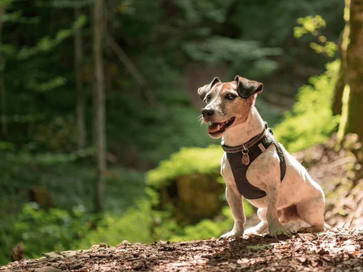 les dangers des champignons pour le chien en forêt