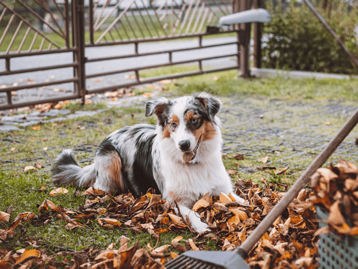 le danger du compost pour le chien et le chat